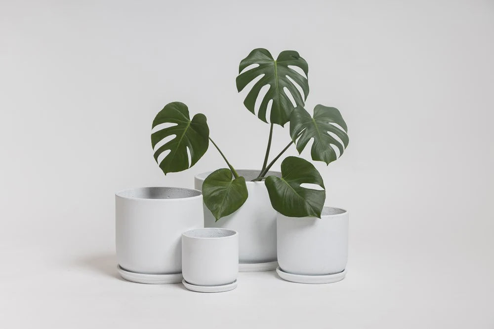 Ned Collections | The Rustie Cement Pot