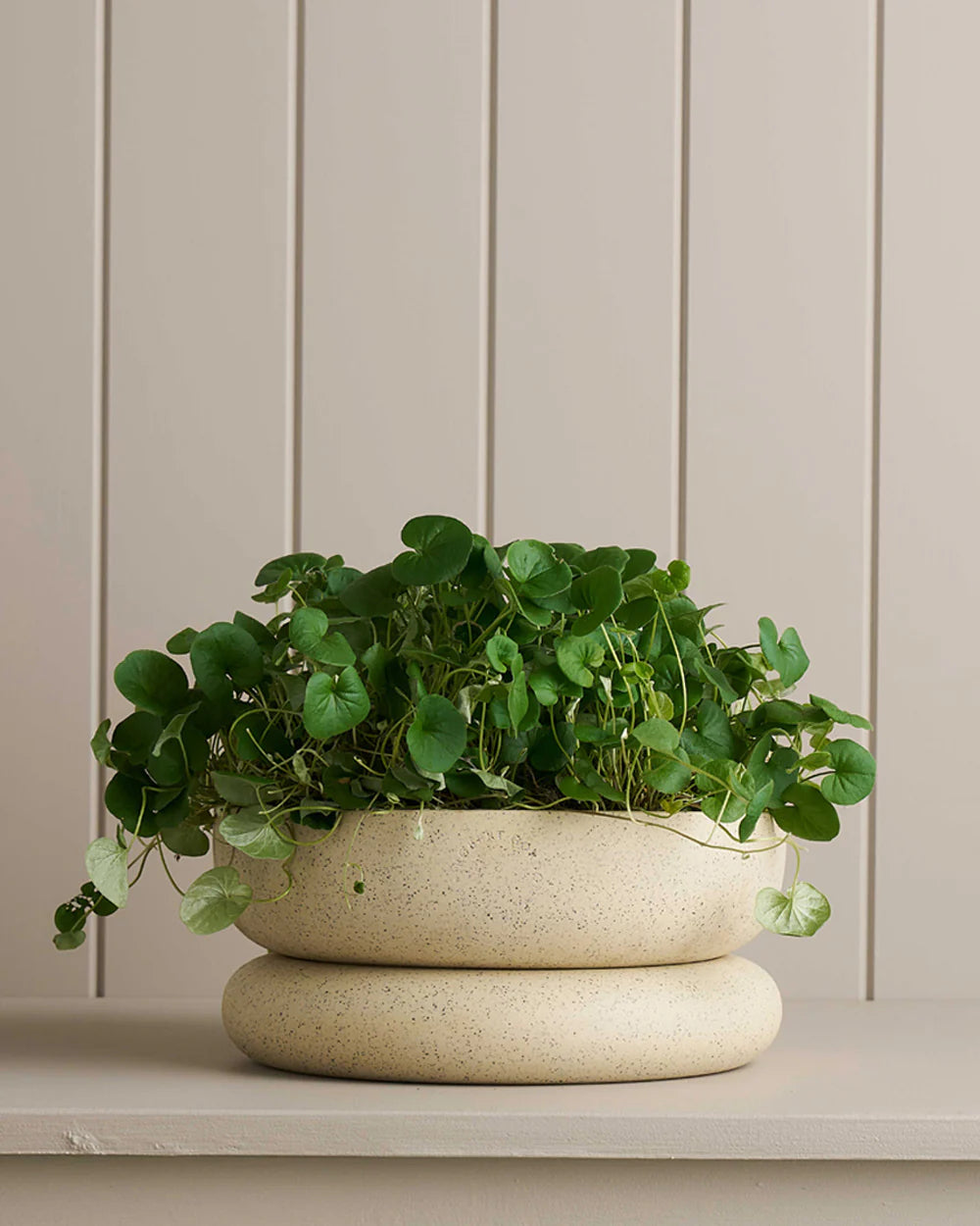 Robert Gordon | Cloud Planter