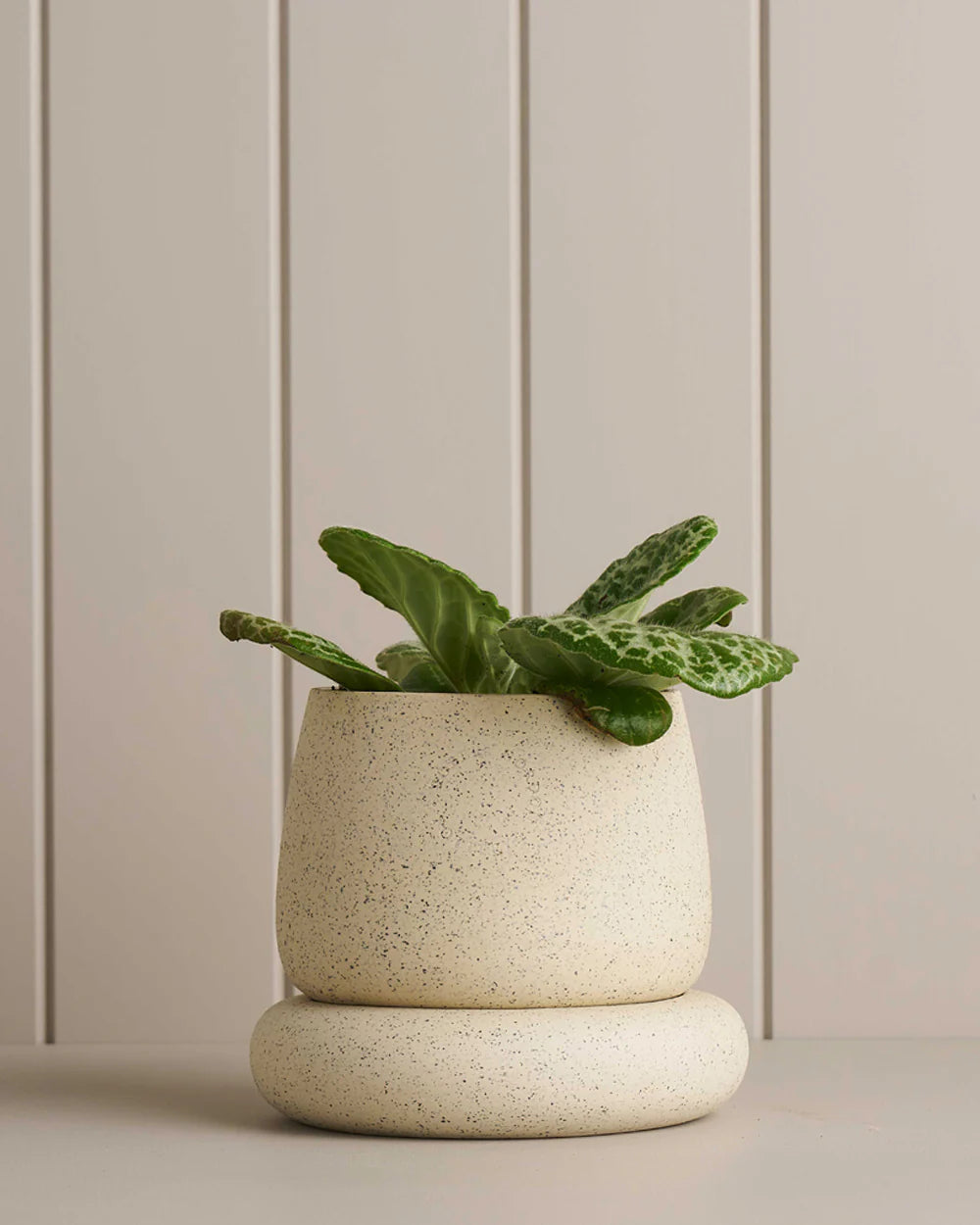Robert Gordon | Cloud Planter